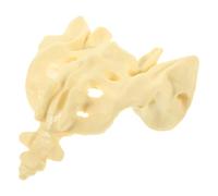 GETAJGHSD Sacrum Bone Model for Patient Education, PVC Anatomical Sacrum Model for Medical Professionals, Sturdy Artificial Sacral Skeleton for Clinical Demonstration