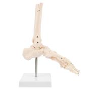 GETAJGHSD Skeleton Ankle Joint for and Study Detailed Human Foot Structure for Classrooms and Art Reference