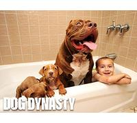 Getting Smashed By Hulk - The World's Biggest Pit Bull