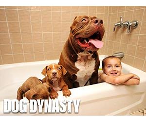 Getting Smashed By Hulk - The World's Biggest Pit Bull