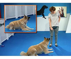 Getting the Behavior: Verbal Cues