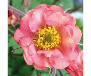 Geum 'Flames of Passion'. 2L Plant. Red avens flowers. Hardy perennial for the border, cutting & pollinators. Available from Bedwen Plants
