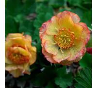 Geum 'Nonna'. 2L Plant. Golden yellow-orange double flowers. Available from Bedwen Plants