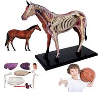 GFLCWYP 4D Horse Anatomy Model,Animal Skeleton Specimen,Detachable Biology,26 Parts for Pet Clinic Veterinary TrainingSchool Teaching Demonstration
