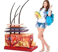 GFLCWYP 4D Human Skin Model,Hair Layer Skin Structure Study Model,19 Parts Skin Tissue Anatomical Teaching Tool