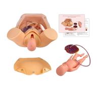 GFLCWYP Advanced Midwifery Training Childbirth Simulator, Life Size Gynecology Maternity Teaching Model Includes Models of Baby Uterus Amniotic Sac Pelvis and Placenta Umbilica