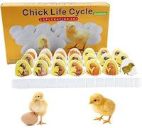 GFLCWYP Chick Life Cycle Exploration Set Biological Teaching Model Chick Embryo Growth Model Hatching Development Process Biological Teaching Model