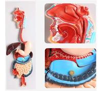 GFLCWYP Human Digestive System Anatomy Model,Life Size 2 Part Removable Stomach Nasal Cavity Pharynx Liver Stomach Rectum Intestine for Medical Education Study