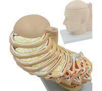 GFLCWYP Human Head Brain Cross-section Model,Detachable Splice Simulation Brain Model,12-Piece Head and Neck Model with 10MM Thick Parts for Neuroscience Education,Study,Training