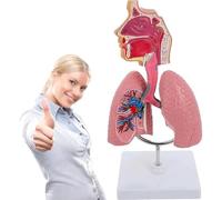GFLCWYP Human Respiratory Lung Model Detailed Teaching Tool for Medical and Biology Education Anatomical Display Stand