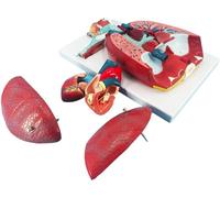 GFLCWYP Human Respiratory System Model & Lung Model with 51 Parts Indication Signs, 7 Removable Parts Life Size Lungs Model Anatomy, Includes Heart and Detachable