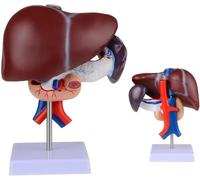 GFLCWYP Liver Pancreas Duodenum Model - Life Size Liver Anatomy Model Pancreas Model for Medical Research and Teaching
