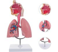 GFLCWYP Nasal Cavity Throat Lung Anatomy Model, 1/2 Life-Size Human Head Larynx Respiratory System Organs Model for Medical Physiology Teach Education Display Research