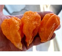 Ghost Yaki Orange Big Chilli Seeds - 10 Fresh Seeds