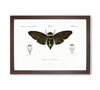 Giant Cicada Illustration by Charles d' Orbigny Framed Print | A2 Walnut Framed Wall Art | Ready to Hang | Modern Nature Picture | Living Room Bedroom Lounge Office