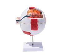 Giant Eyeball Anatomy Model - 6x Magnification, 7 Detachable Parts | Explore human anatomy with this detailed 6x magnification eyeball model.