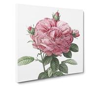 Giant French Rose in Pink by Pierre Joseph Redoute Canvas Print | Gallery Wrapped 30mm Frame Wall Art | 20x20 inches | Ready to Hang | Retro Floral Picture | Living Room Bedroom Lounge Office