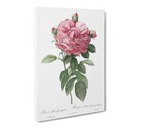 Giant French Rose In Pink By Pierre Joseph Redoute Canvas Print | Gallery Wrapped 30mm Frame Wall Art | 24x16 inches | Ready to Hang | Retro Floral Picture | Living Room Bedroom Lounge Office