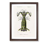 Giant Mantis Shrimp by Charles d' Orbigny Framed Print | A2 Walnut Framed Wall Art | Ready to Hang | Modern Nature Picture | Living Room Bedroom Lounge Office