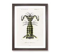 Giant Mantis Shrimp By Charles D' Orbigny Vintage Framed Print | A2 Walnut Framed Wall Art | Ready to Hang | Classic Nature Picture | Living Room Bedroom Lounge Office