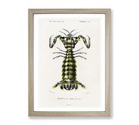 Giant Mantis Shrimp By Charles D' Orbigny Vintage Framed Wall Art Print, Ready to Hang Picture for Living Room Bedroom Home Office Décor, Oak A3 (34 x 46 cm)