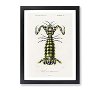 Giant Mantis Shrimp By Charles D' Orbigny Vintage Framed Wall Art Print, Ready to Hang Picture for Living Room Bedroom Home Office Décor, Black A2 (64 x 46 cm)