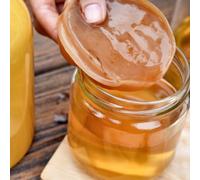 GIANT Organic SCOBY, make upto 5 Litres of Fizzy Kombucha at Home. Instructions included.
