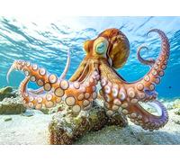 Giant Pacific Octopus Jigsaw Puzzle 1000 Pieces for Adults Animal Ocean Life Puzzle Intelligent Marine Creature Color Changing Skin Detailed Reef Scene Challenging Activity Gift 27.5x19.7 Inch