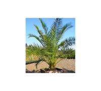 Giant Phoenix canariensis Canary Island Date Palm 4-5ft tall - 7L pot