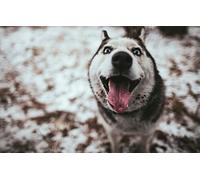 Giant Puzzle Adult 500 Piece Husky Dog 52x38CM