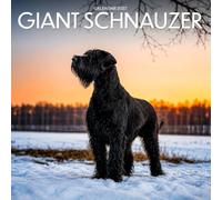 Giant Schnauzer Calendar 2027: Bearded Faces and Watchful Eyes