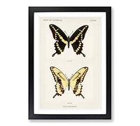 Giant Swallowtail Butterfly by S.F. Denton Framed Print | A2 Black Framed Wall Art | Ready to Hang | Modern Animal Picture | Living Room Bedroom Lounge Office
