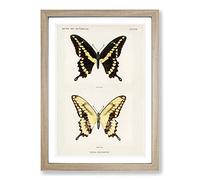 Giant Swallowtail Butterfly by S.F. Denton Framed Print | A2 Oak Framed Wall Art | Ready to Hang | Modern Animal Picture | Living Room Bedroom Lounge Office