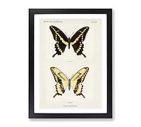 Giant Swallowtail Butterfly By S.F. Denton Vintage Framed Print | A2 Black Framed Wall Art | Ready to Hang | Classic Animal Picture | Living Room Bedroom Lounge Office