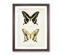 Giant Swallowtail Butterfly By S.F. Denton Vintage Framed Print | A4 Walnut Framed Wall Art | Ready to Hang | Classic Animal Picture | Living Room Bedroom Lounge Office