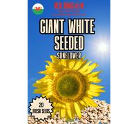Giant White Seeded Sunflower Seeds - 20 Fresh Seeds