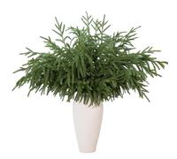 GIAUMA 12 Pcs Artificial Norfolk Pine Branches - 30 Inch Faux Christmas Greenery Stems Fake Cedar Pine Picks for Vase DIY Crafts Garland Wreath Accessories Xmas Indoor Outdoor Home Decorations