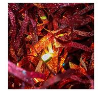 Gift Box Filling Shredded Tissue Paper, Crinkle Cut Shredded Tissue Paper for Gift Wrapping and Basket Filling Multicolor 1kg(Red)