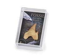 Gift Boxed Fossil Shark Tooth - Genuine Cretaceous Tooth from Morocco