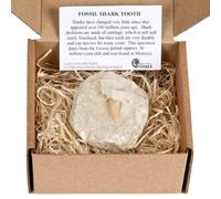 Gift Boxed Shark Tooth on Rock - Genuine Cretaceous Fossil with Info Card