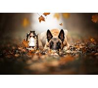 Gift Child Boy Puzzle 200 pieces Malinois Dog Billy Sheepdog 35x25CM