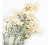 Giftmeet Artificial Flowers Fake Cosmos Flowers, 2 Bunches Wedding Bouquets Artificial Cosmos Flowers Bulk, 23.6 Inch Realistic Faux Silk Cosmos for Vase, Dining Table, Floral Arrangement (Champagne)