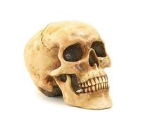 Gifts & Decors Grinning Realistic Replica Human Skull Home Statue, Multicolor, 6.5" x 4.25" x 4.62" Inches