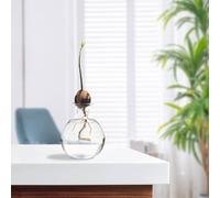 gifyym Avocado Seed Vase - Seed to Tree Kit | Glass Design Perfect for Avocado, Acorn or Garlic