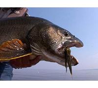 Gigantic Lake Trout and Pike in the Land of the Midnight Sun- Yukon, Canada