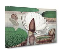 Gigantic Water Lily In Bloom By William Sharp Canvas Print | Gallery Wrapped 30mm Frame Wall Art | 30x20 inches | Ready to Hang | Retro Floral Picture | Living Room Bedroom Lounge Office