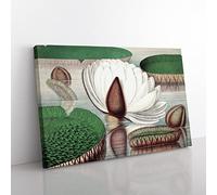 Gigantic Water Lily In Bloom By William Sharp Vintage Canvas Wall Art Print Ready to Hang, Framed Picture for Living Room Bedroom Home Office Décor, 60x40 cm (24x16 Inch)
