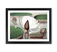 Gigantic Water Lily In Bloom By William Sharp Vintage Framed Print | A3 Black Framed Wall Art | Ready to Hang | Classic Floral Picture | Living Room Bedroom Lounge Office
