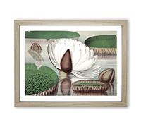 Gigantic Water Lily In Bloom By William Sharp Vintage Framed Wall Art Print, Ready to Hang Picture for Living Room Bedroom Home Office Décor, Oak A4 (34 x 25 cm)