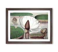Gigantic Water Lily In Bloom By William Sharp Vintage Framed Wall Art Print, Ready to Hang Picture for Living Room Bedroom Home Office Décor, Walnut A3 (46 x 34 cm)